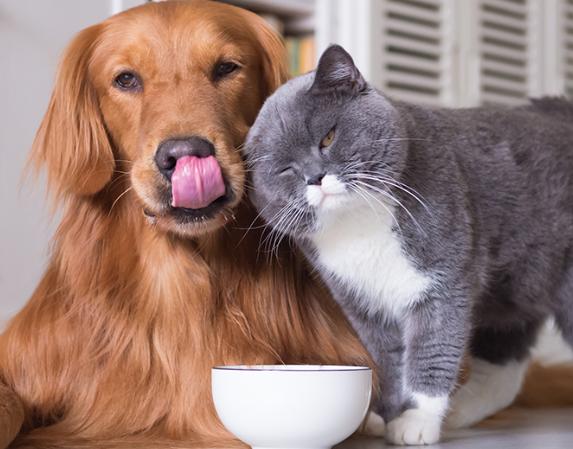 Pet Feeding & Accessories
