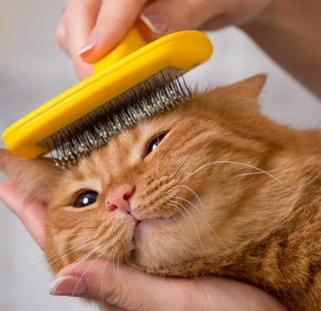 Pet Grooming & Hygiene