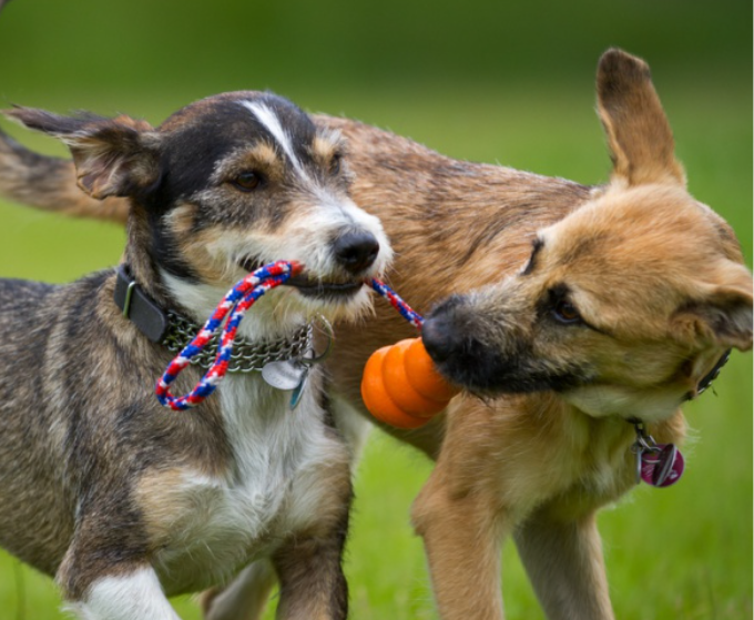 Pet Comfort, Play & Travel